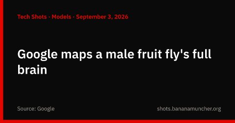 Google mapea el cerebro completo de una mosca de la fruta macho
